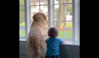 その背中からストーリーを感じる・・・。ワンコと子どもが一緒に窓から外を眺める様子がまるで兄弟のよう