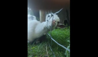 大変!ヤギの赤ちゃんの頭がフェンスにハマってしまってる!!・・・無事に救出できたようです