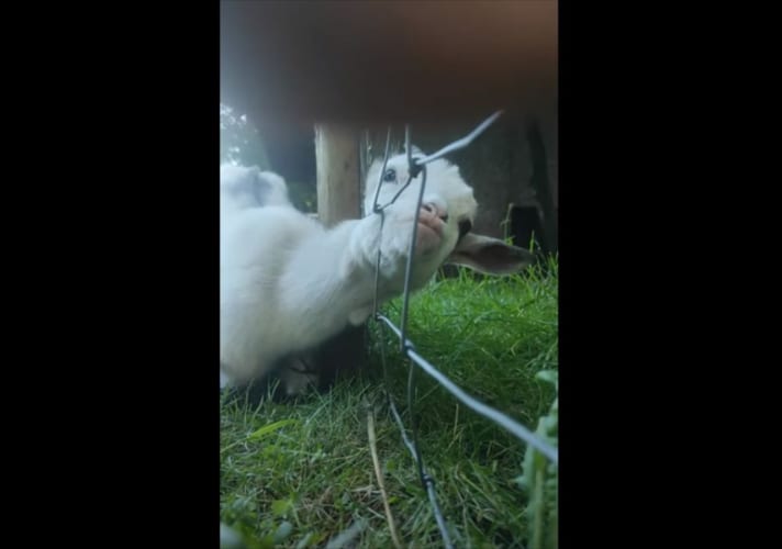 大変！ヤギの赤ちゃんの頭がフェンスにハマってしまってる！！・・・無事に救出できたようです