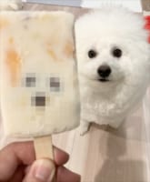 【激似】アイスを食べようとしたら・・・その中に愛犬が封印されていた？！