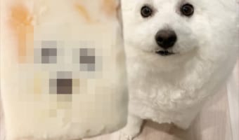 【激似】アイスを食べようとしたら・・・その中に愛犬が封印されていた?!