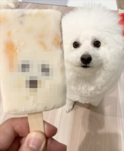 【激似】アイスを食べようとしたら・・・その中に愛犬が封印されていた？！