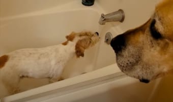 水をゴクゴク飲むワンコ。待っているワンコのために譲ってくれると思いきや・・・