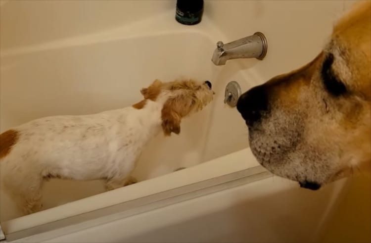 水をゴクゴク飲むワンコ。待っているワンコのために譲ってくれると思いきや・・・