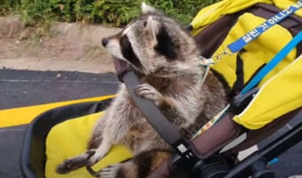 まるで人間の赤ちゃんみたい！ベビーカーに乗るアライグマがかわいすぎる！