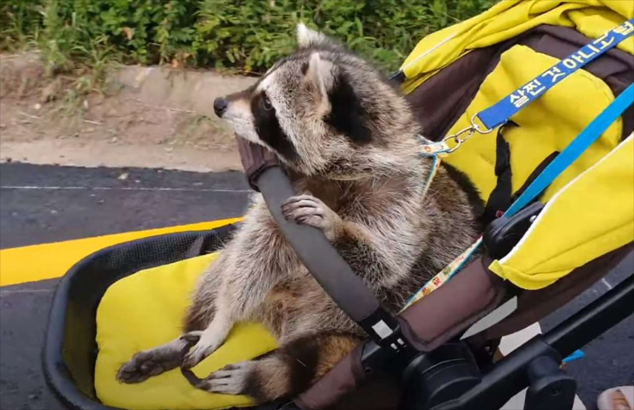 まるで人間の赤ちゃんみたい！ベビーカーに乗るアライグマがかわいすぎる！