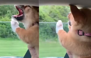 「なんで捕まえられないの！！」ドライブ中の車の窓から頭をのぞかせ、風を捕まえようと挑戦するワンコ