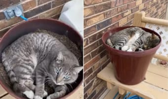 そこは不思議な庭でした・・・。至る所に置かれたプランターではまるでニャンコが育てられているみたい!