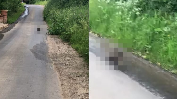 あっという間の出来事でした。散歩中に撮影者さんの横を颯爽と走り抜けていったのは・・・