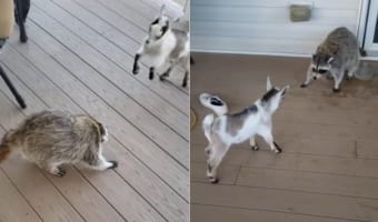 どういうご関係？かわいいけれどいろいろ不思議な子ヤギとアライグマのやりとり