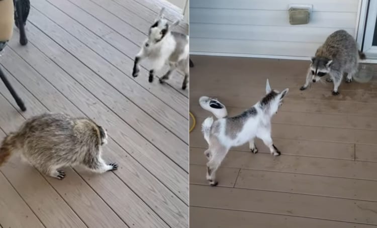 どういうご関係？かわいいけれどいろいろ不思議な子ヤギとアライグマのやりとり