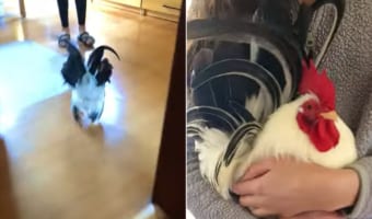 今すぐギュッてされたい!抱きしめてもらうためにお家の中を駆ける雄鶏さん