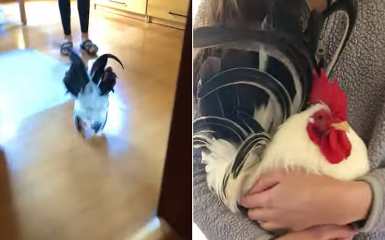 今すぐギュッてされたい！抱きしめてもらうためにお家の中を駆ける雄鶏さん