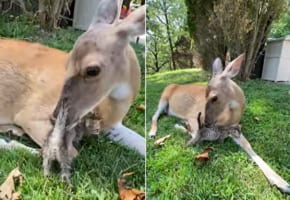 シカさんに毛づくろいされるのが気に入ったのか、その場を離れない子猫。この二匹の交流に心和む