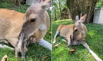 シカさんに毛づくろいされるのが気に入ったのか、その場を離れない子猫。この二匹の交流に心和む