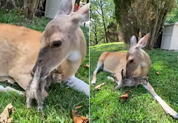 シカさんに毛づくろいされるのが気に入ったのか、その場を離れない子猫。この二匹の交流に心和む
