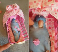 おもちゃのゆりかごで横になる鳥、ユラユラ揺らしてもらって赤ちゃんみたい！