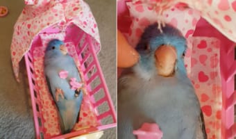 おもちゃのゆりかごで横になる鳥、ユラユラ揺らしてもらって赤ちゃんみたい!