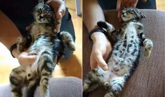 【おやすみなさい】ネコがおネムになったので、寝かしつけてからゆっくり眠れるように運んであげました