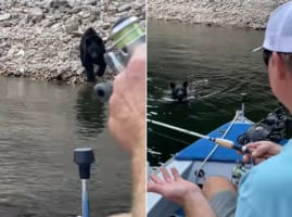 ヒヤッとした～。ボートに揺られながら釣りをしていたらクマが泳いで近付いてきて・・・