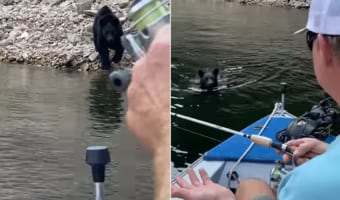 ヒヤッとした～。ボートに揺られながら釣りをしていたらクマが泳いで近付いてきて・・・