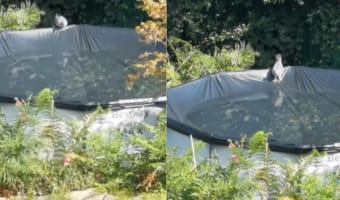 正に危機一髪!水を飲もうとしたハトを最大の危機が襲った!