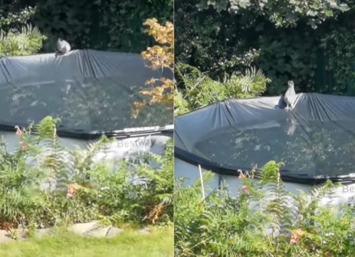 正に危機一髪！水を飲もうとしたハトを最大の危機が襲った！