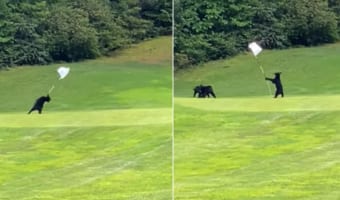 コグマは、ゴルフ場のグリーン上で最高に面白いおもちゃをみつけたようです