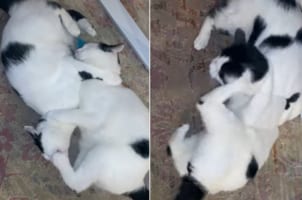 寝っ転がりながらガシガシガシガシ・・・攻撃的なじゃれつきを見せるネコたちがかわいい