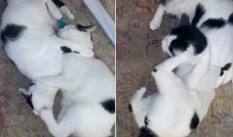 寝っ転がりながらガシガシガシガシ・・・攻撃的なじゃれつきを見せるネコたちがかわいい