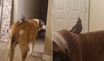 もしや気付かれてない？イヌの背中で過ごすインコ