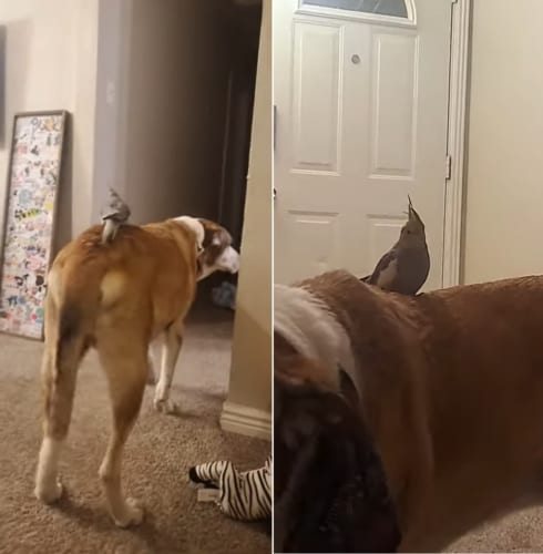 もしや気付かれてない？イヌの背中で過ごすインコ