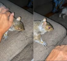 もっと！もっと撫でてよ！！ナデナデしてもらうのが大好きなリスさん。撫でる手を止めると・・・