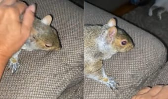 もっと!もっと撫でてよ!!ナデナデしてもらうのが大好きなリスさん。撫でる手を止めると・・・