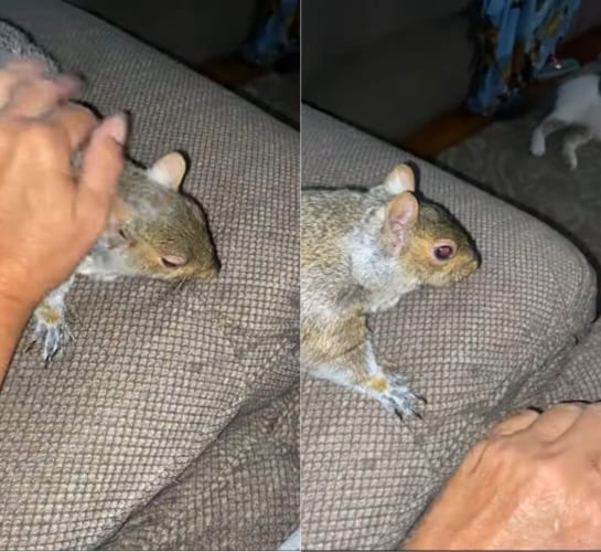 もっと！もっと撫でてよ！！ナデナデしてもらうのが大好きなリスさん。撫でる手を止めると・・・