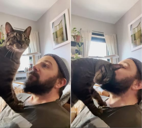 「やっとお邪魔虫がいなくなったわ」飼い主さんの彼女が帰った途端ベッタベタに甘えてくるおネコ様がかわいい！