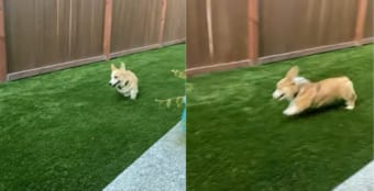 「わいわ～い！」とばかりに庭を元気に駆け回っていたコーギー。ところが、はしゃぎすぎてしまったようで・・・