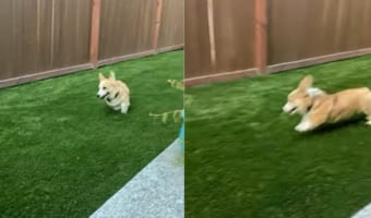 「わいわ～い！」とばかりに庭を元気に駆け回っていたコーギー。ところが、はしゃぎすぎてしまったようで・・・