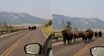 アメリカ・イエローストーン国立公園ならでは？道の向こうから迫力ある姿を見せたのは・・・バイソンの群れでした！！