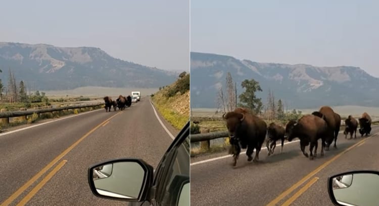 アメリカ・イエローストーン国立公園ならでは？道の向こうから迫力ある姿を見せたのは・・・バイソンの群れでした！！