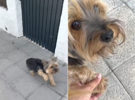 「あんよ痛いの？」いつもと歩き方の違う愛犬。そこで前脚をさすってあげると・・・