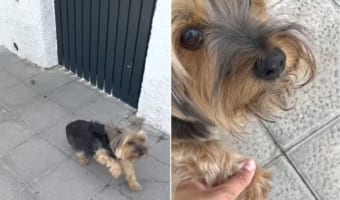 「あんよ痛いの?」いつもと歩き方の違う愛犬。そこで前脚をさすってあげると・・・