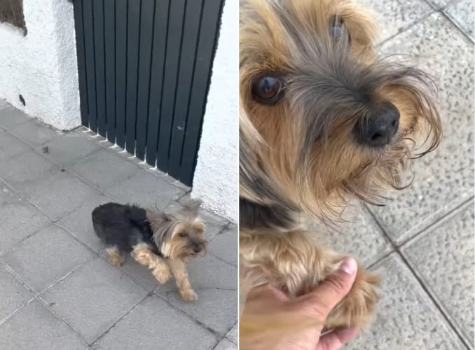 「あんよ痛いの？」いつもと歩き方の違う愛犬。そこで前脚をさすってあげると・・・