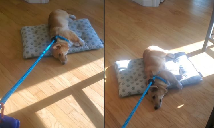 「大好きなベッドか散歩かと聞かれたらそりゃあもう・・・」散歩が大嫌いな子犬はズルズル引きずられていきました