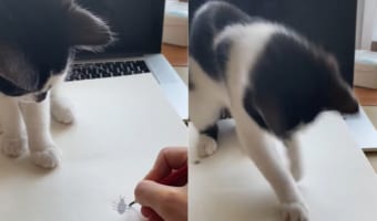 「あれ?捕まえられない??」飼い主さんが落書きした虫を躍起になって捕まえようとするネコの様子がなんともかわいい