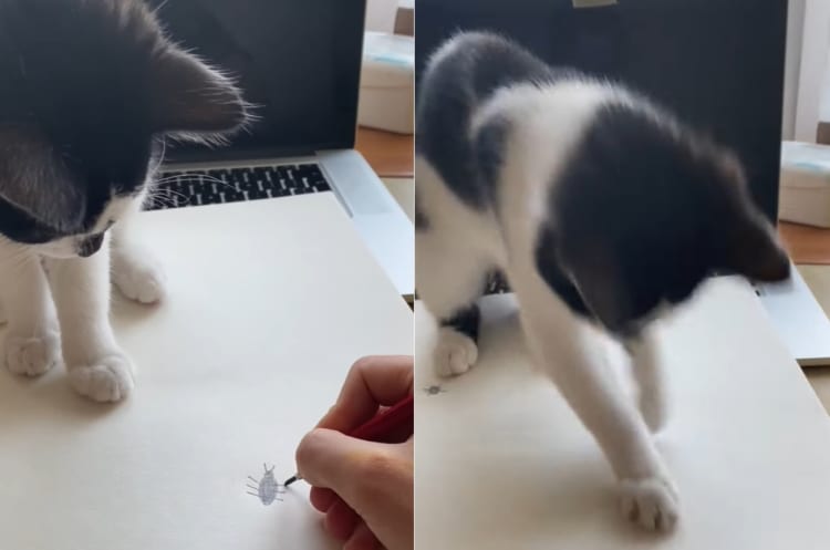 「あれ？捕まえられない？？」飼い主さんが落書きした虫を躍起になって捕まえようとするネコの様子がなんともかわいい