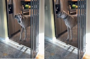 あら賢い！グレートデーンは飼い主さんにバレないように、暑さしのぎとなる氷をほおばる方法を取得したようです