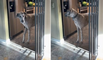 あら賢い!グレートデーンは飼い主さんにバレないように、暑さしのぎとなる氷をほおばる方法を取得したようです