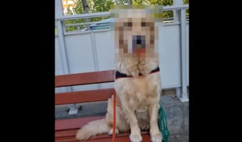 散歩中に『ある物』を見付けたワンコ。それを身に付けた姿がかわいすぎる！！