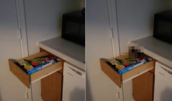 誰もいない机の引き出しがひとりでに開いたと思ったら・・・【幽霊の正体見たり子猫かな】